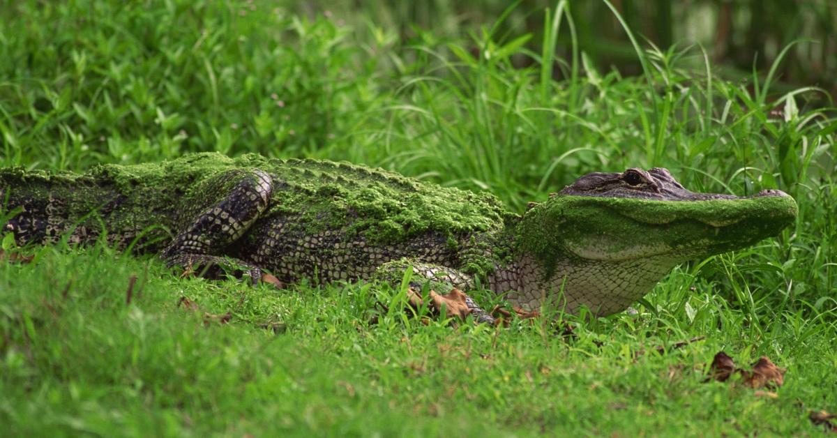 Small alligator camouflaged in swamp algae. 