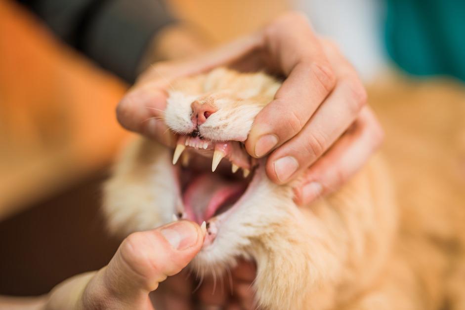 Young Maine Coons cat getting their teeth checked at the vet. 