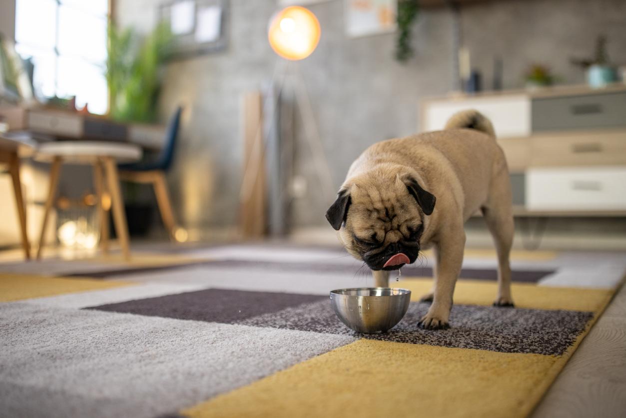 A pug drinking from a stainless steel bowl on the floor inside.