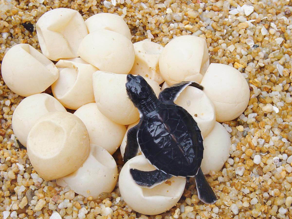 GPS Sea Turtle Eggs Are Catching Poachers and Traffickers in the Act