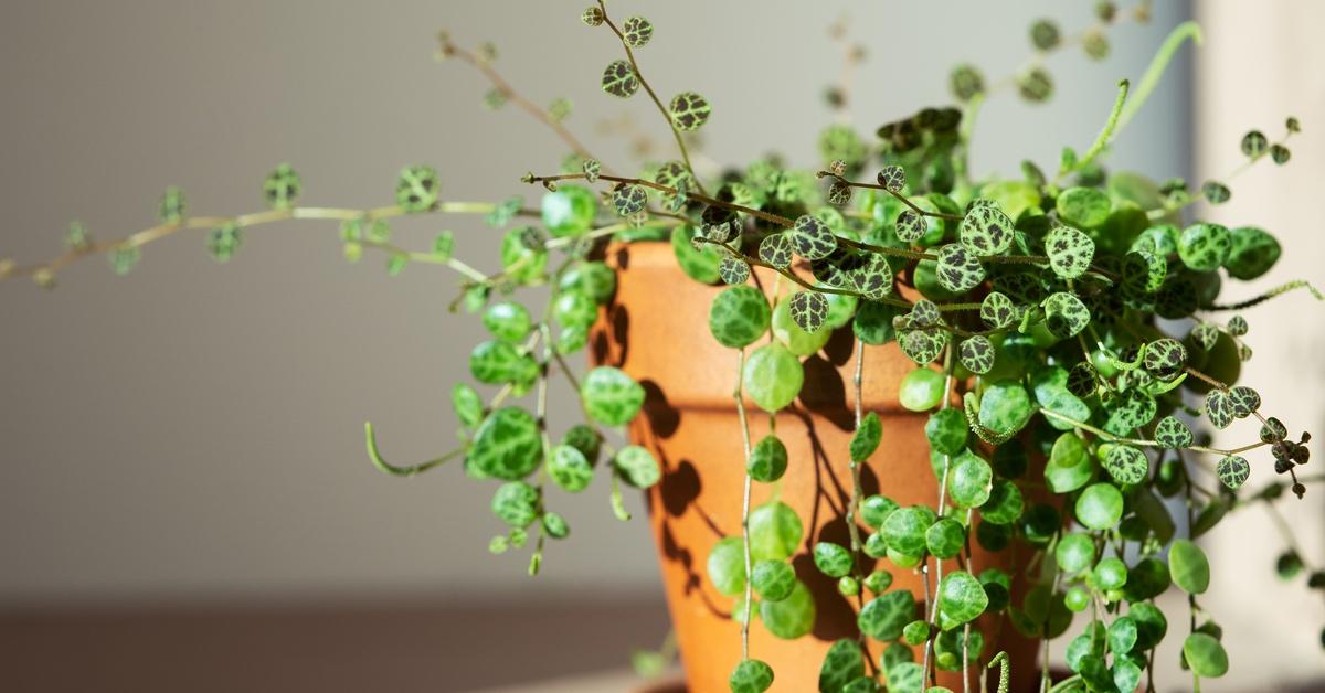 Close-up photo of a string of turtles plant in a pot. 