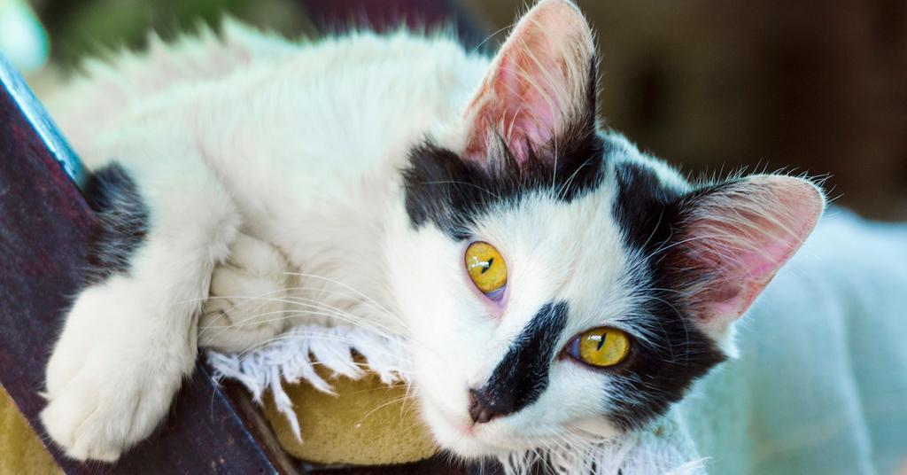 What Does It Mean If My Cat Stares at Me?