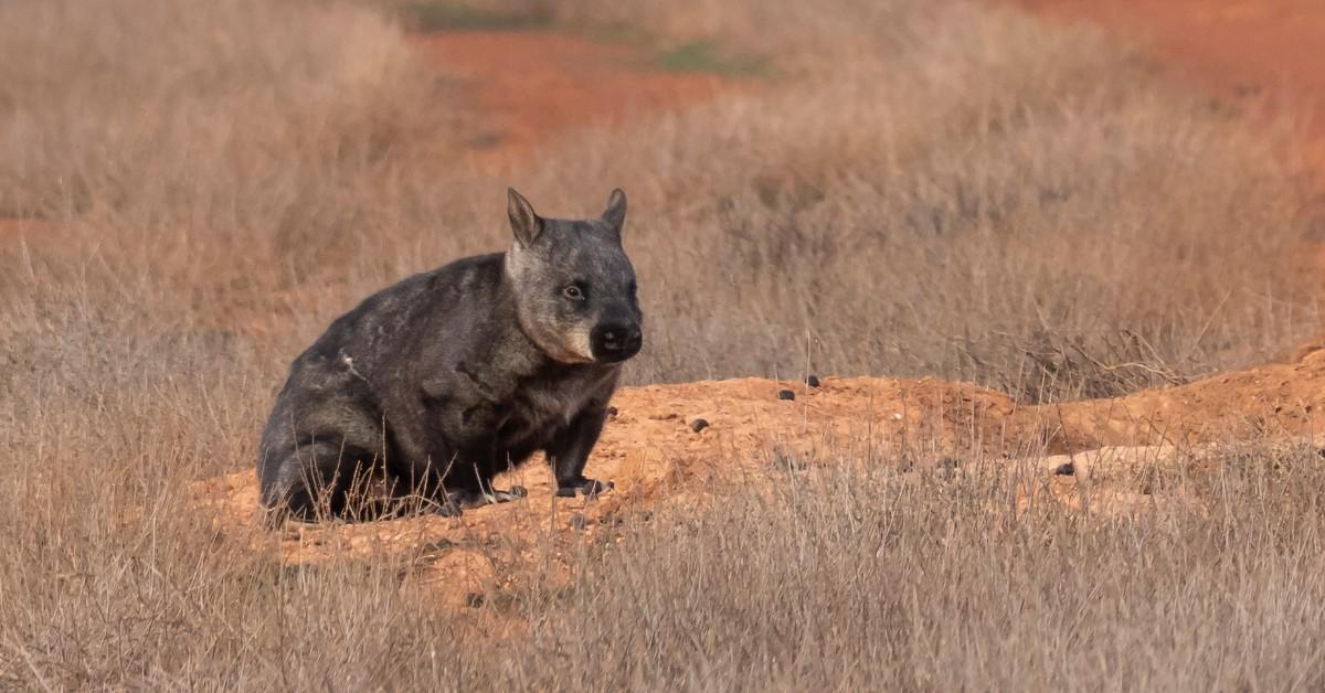 Hairy-nosed wombat in the middle of the brush looking off to the side