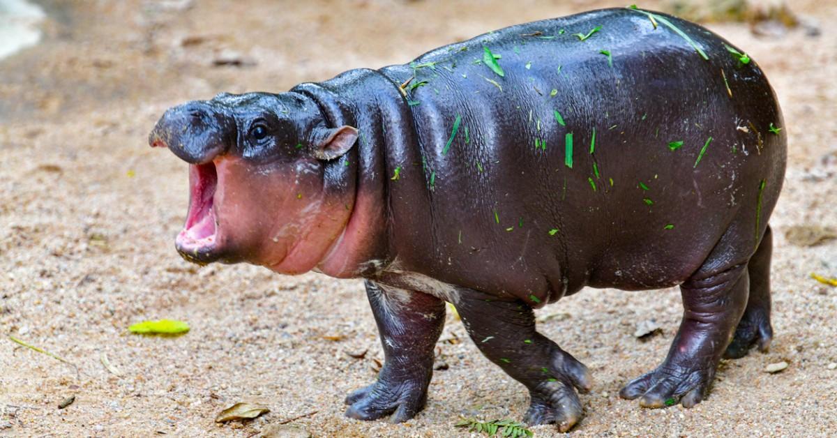 Moo Deng stands covered in grass with her mouth open