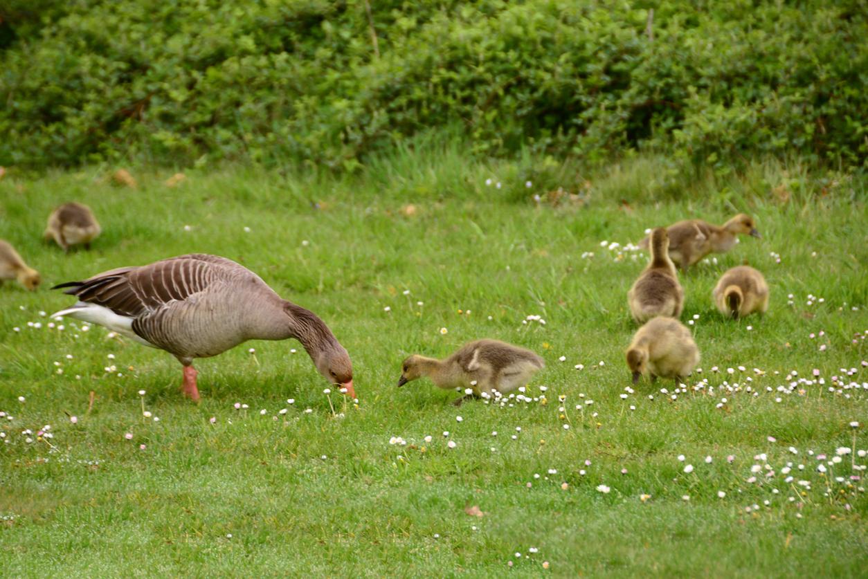 A goose in a park field consumes grass with its goslings.