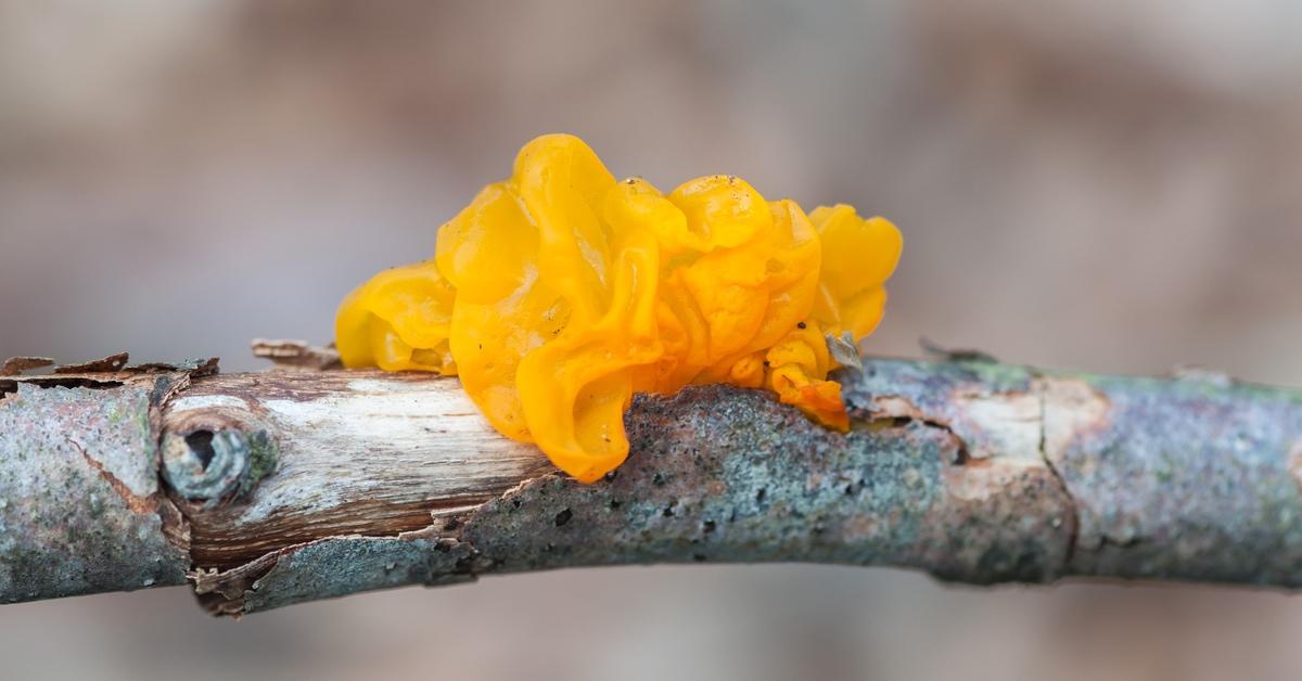 Witches' butter fungus on a tree branch.