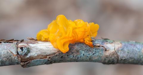 Witches' butter fungus on a tree branch.