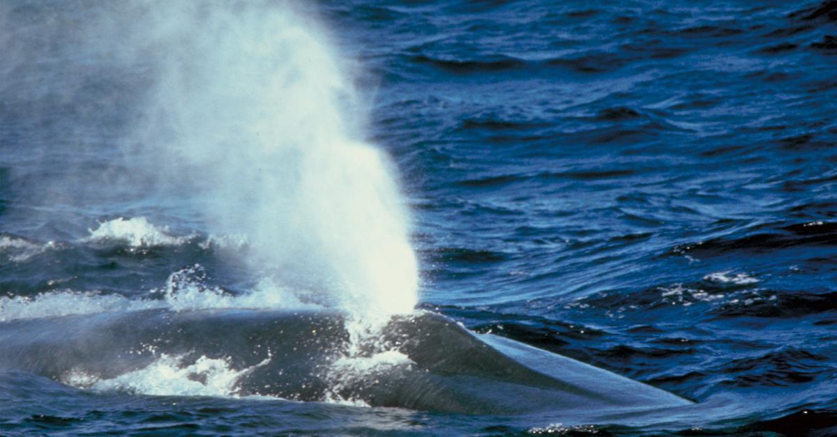 Whale blows water in ocean