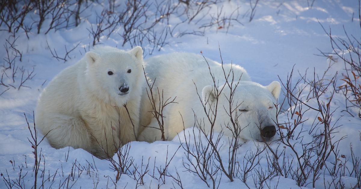 Two polar bears rest in the snow