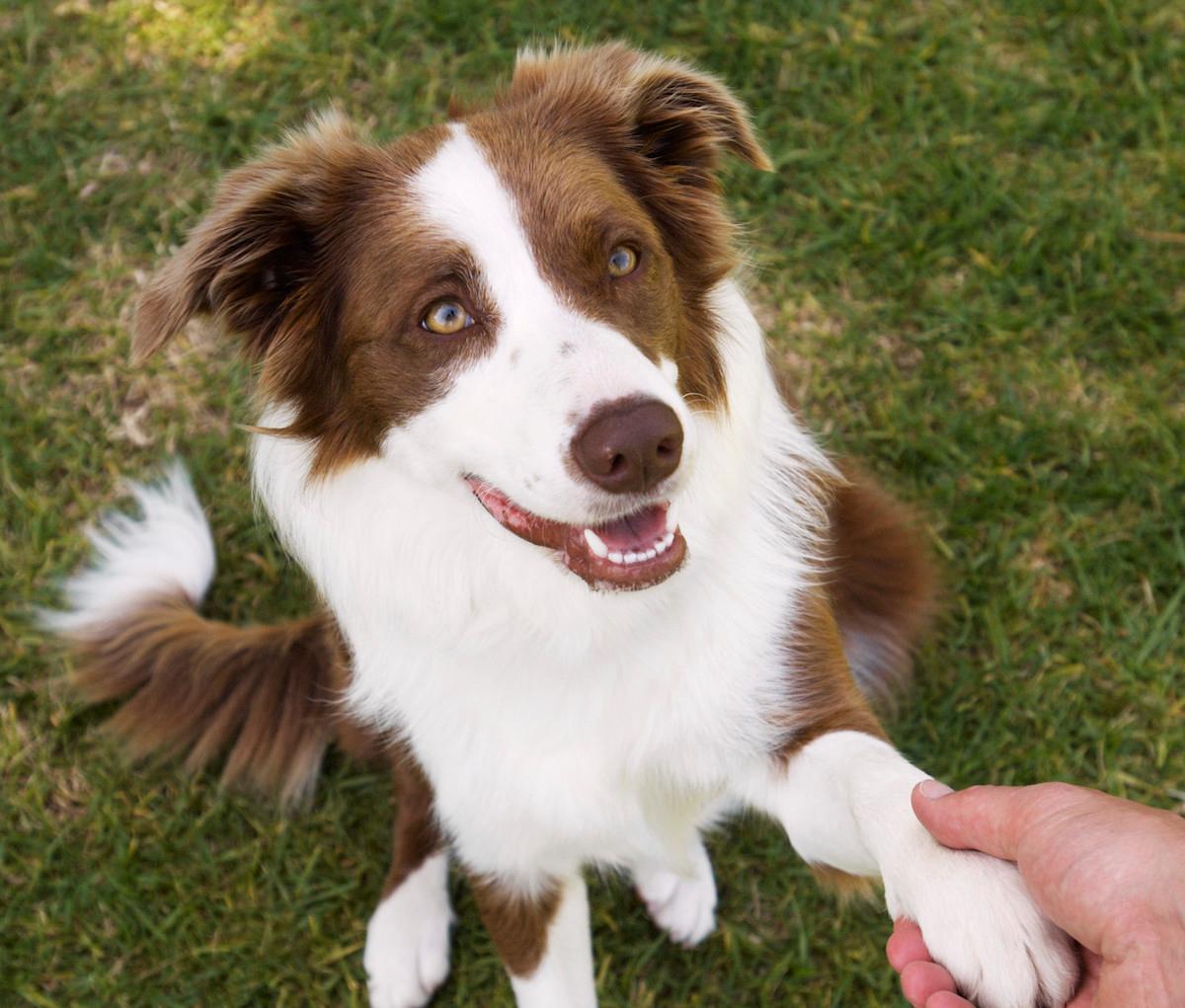 why dogs paws smell like fritos