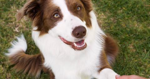 Here's Why Your Dog's Paws Might Smell Like Fritos