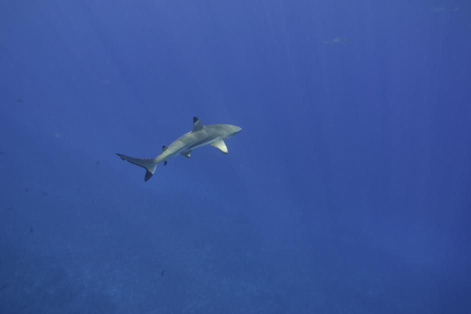 The 1916 Shark Attacks That Gave Sharks a Bad Rap