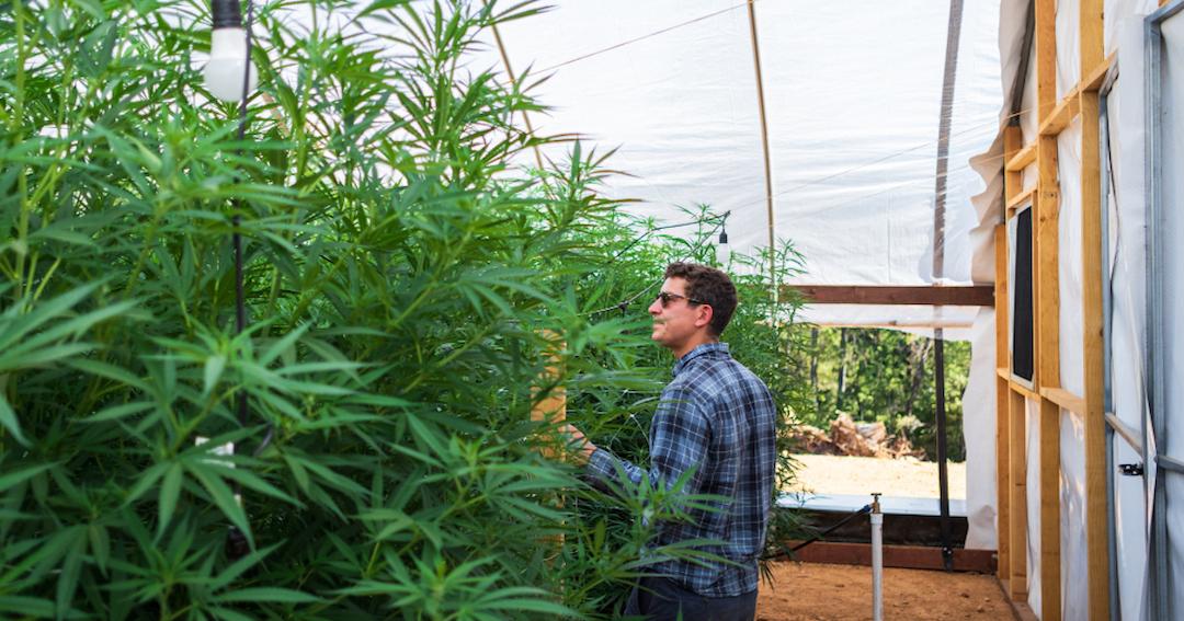 Lex Corwin surrounded by cannabis plants in a greenhouse