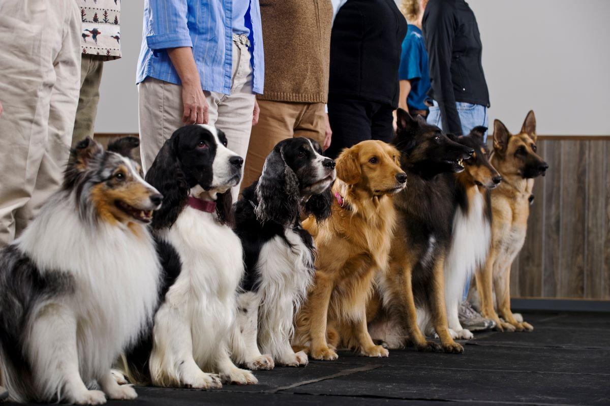 Dogs lined up at obedience class