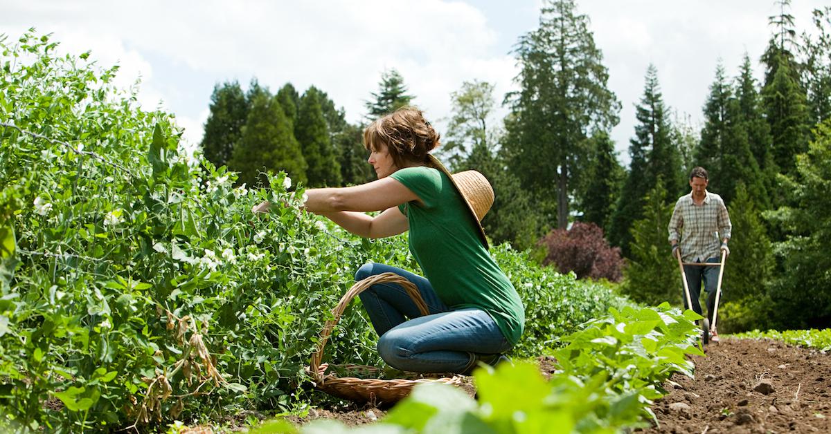 is organic food healthier?