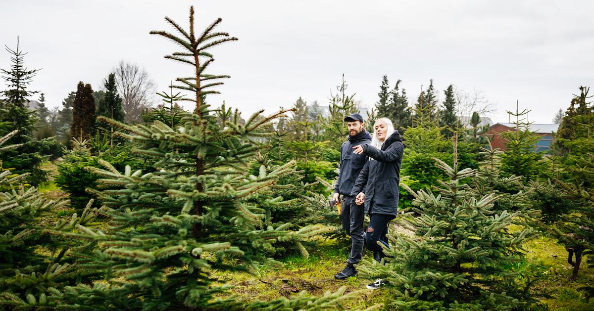 Real Vs. Fake Christmas Trees: Which Is More Eco-Friendly?