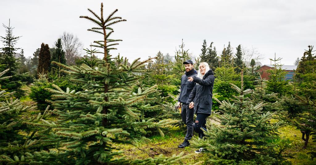 Real vs. Fake Christmas Trees Which Is More EcoFriendly?