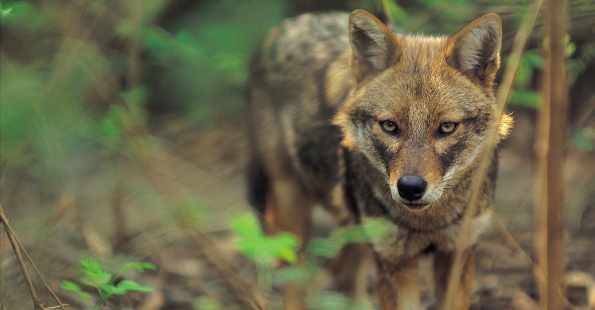 Why Are Red Wolves Endangered? Conservation Efforts Have Fallen Short