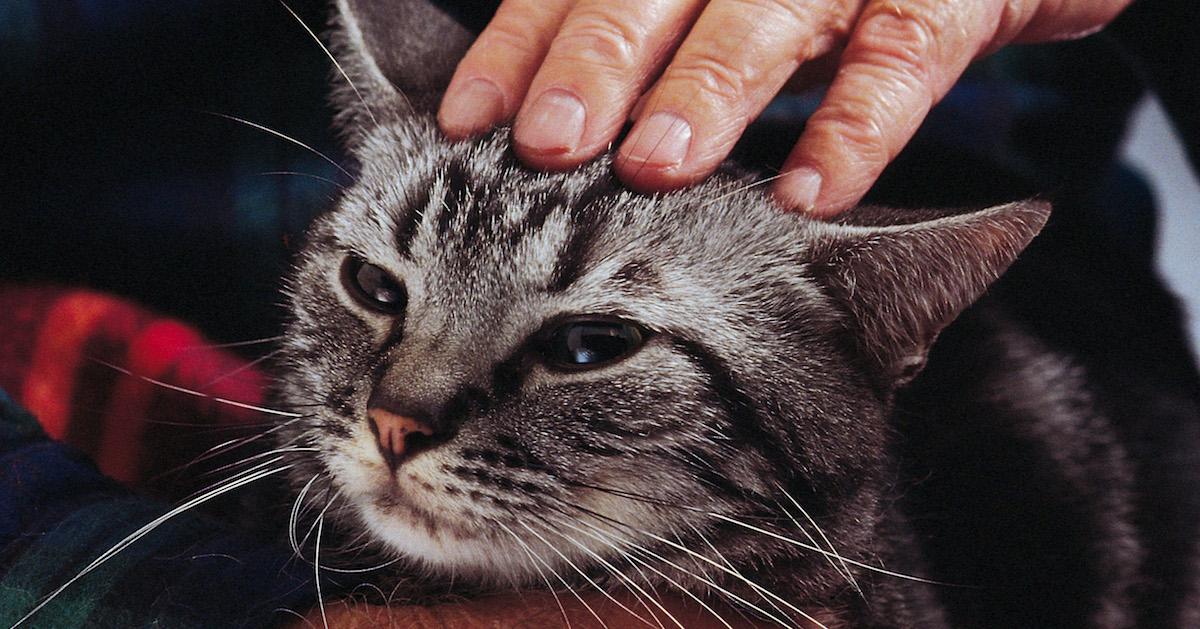 Why do cats purr?  Scientific American