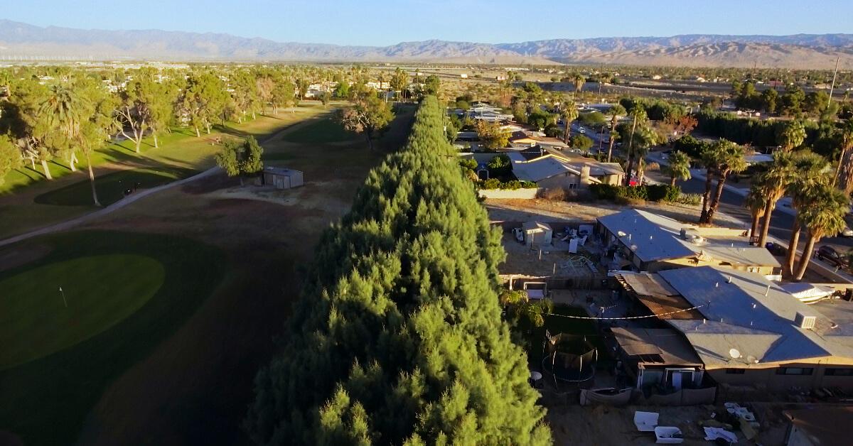 Aerial view of the wall of tamarisk trees that once divided the Crossley Tract community from the Tahquitz Creek Golf Resort in Palm Springs, Calif.