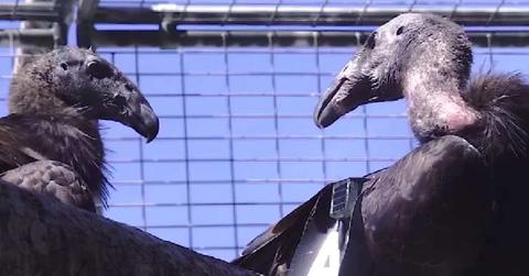 A condor couple sitting on a tree bark in California. (Cover Image Source: Instagram | @theyuroktribe)