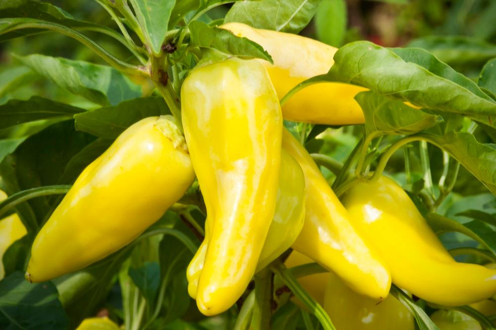 Growing banana peppers. 