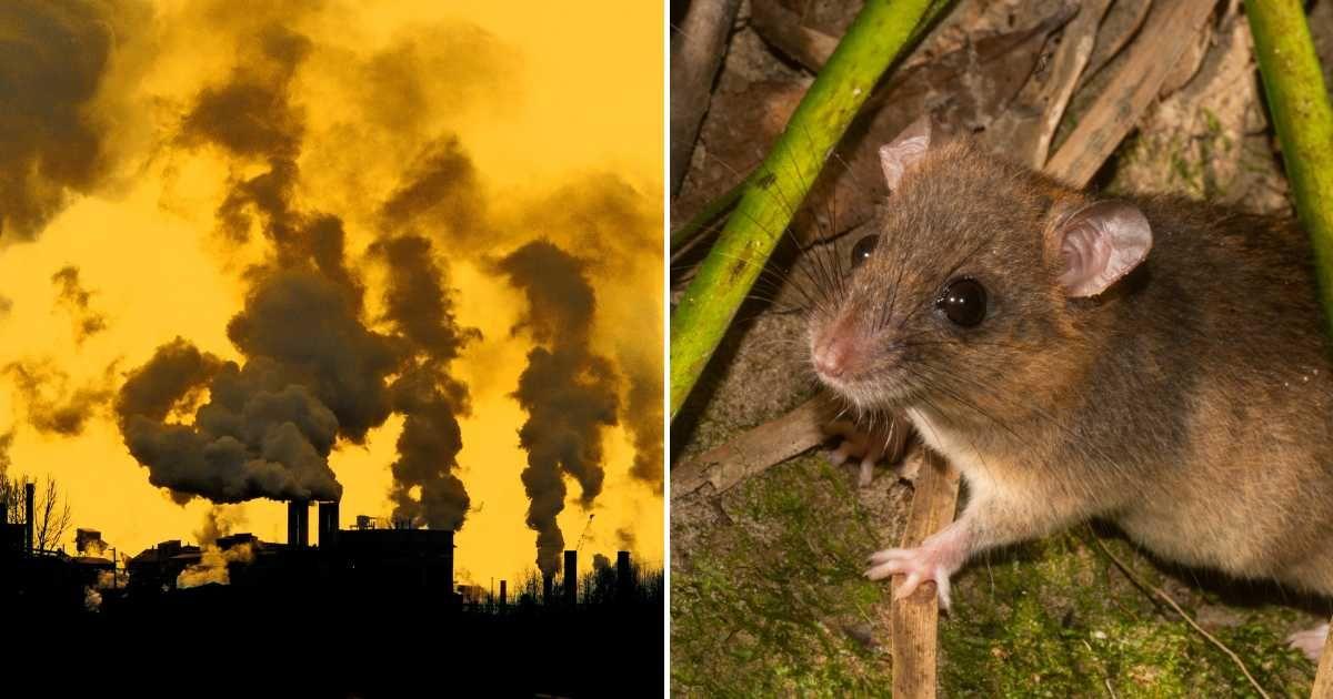 (L) Greenhouse gas emission causing climate change, (R) A mosaic-tailed rat that lived in Australia and is now extinct. (Representative Cover Image Source: Getty Images | (L) Charles O'Rear, (R) Henry Cook)