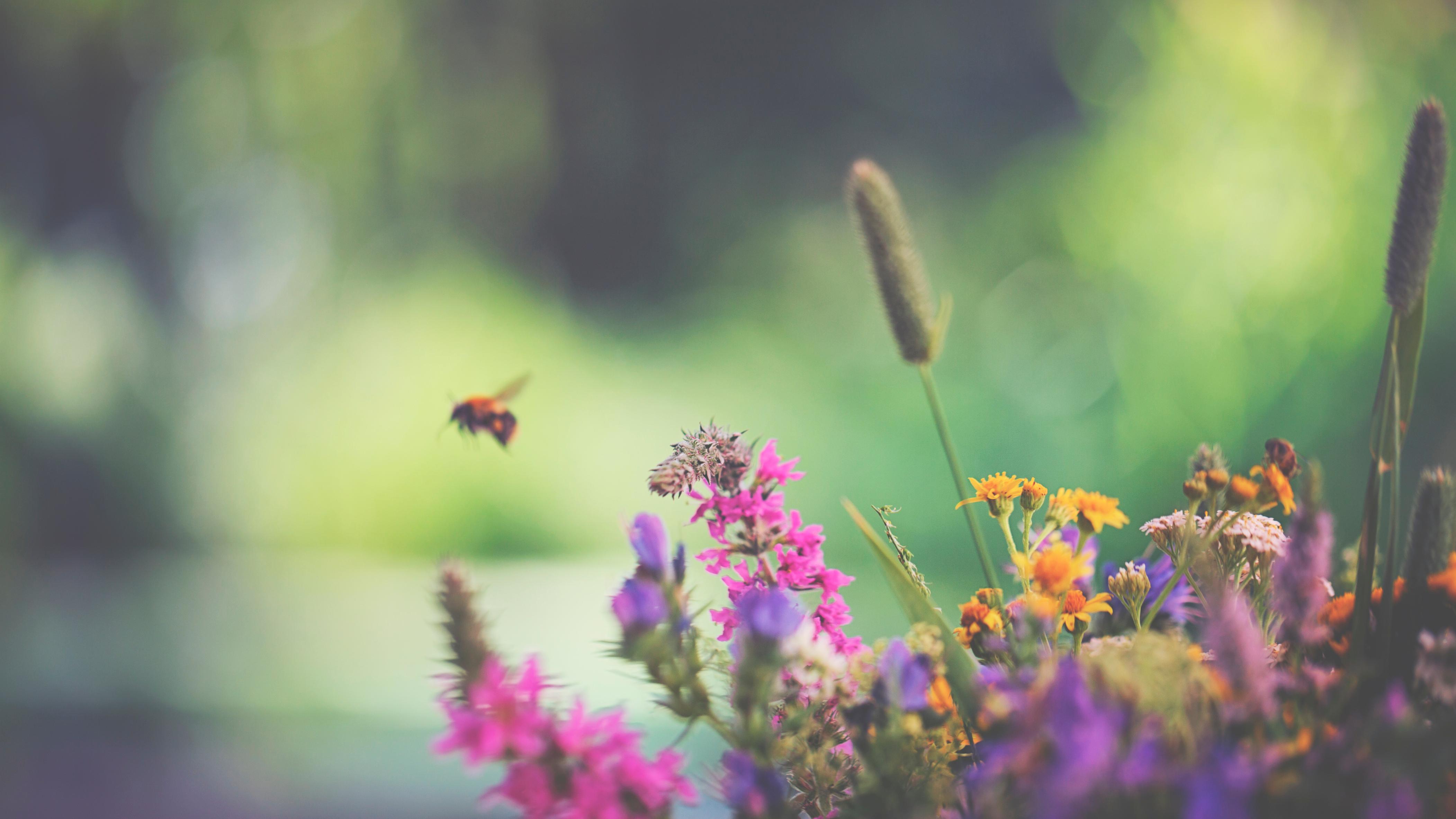 Bees And Wildflowers Might Make A Comeback Amid Coronavirus