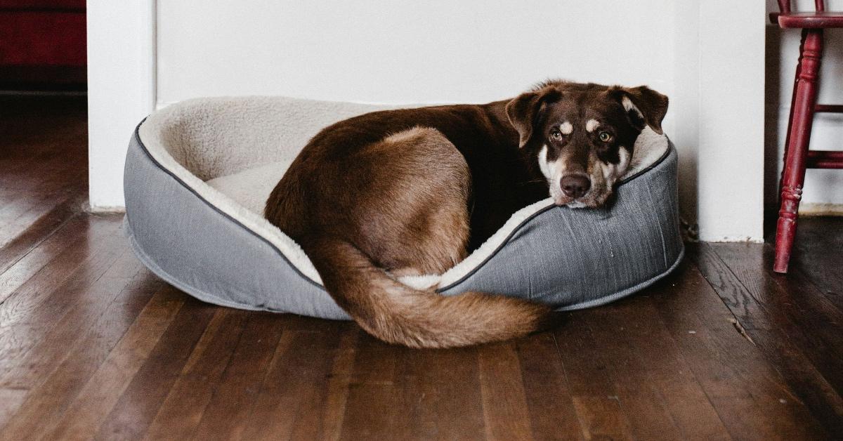 A brown and white dog with a long tail sitting curled up in a dog bed. 