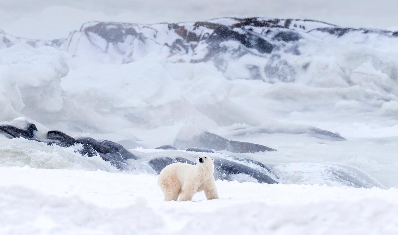 A polar bear is pictured along the shores of Hudsons Bay in Churchill, Manitoba, Canada, in November 2020.