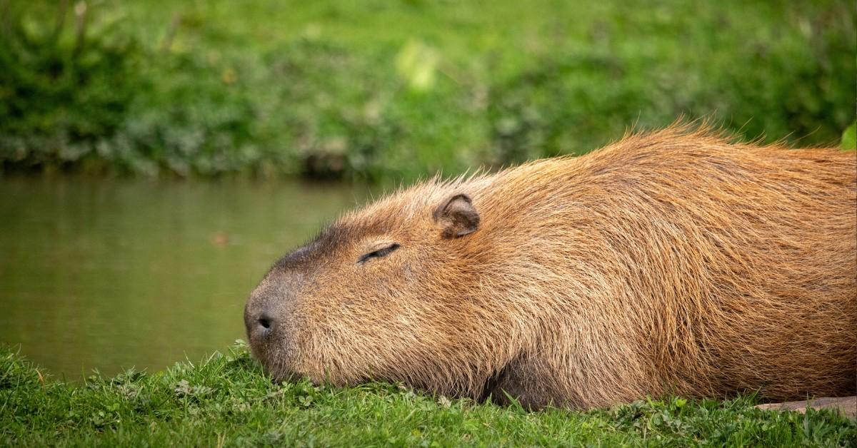 A capybara sleeps in the grass alongside of a pond