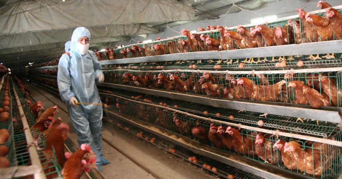 Factory Farming Hens for Eggs