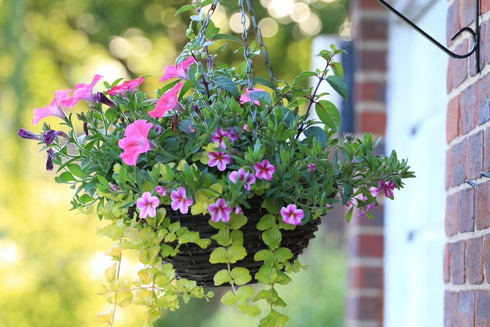 A hanging floral plant. 