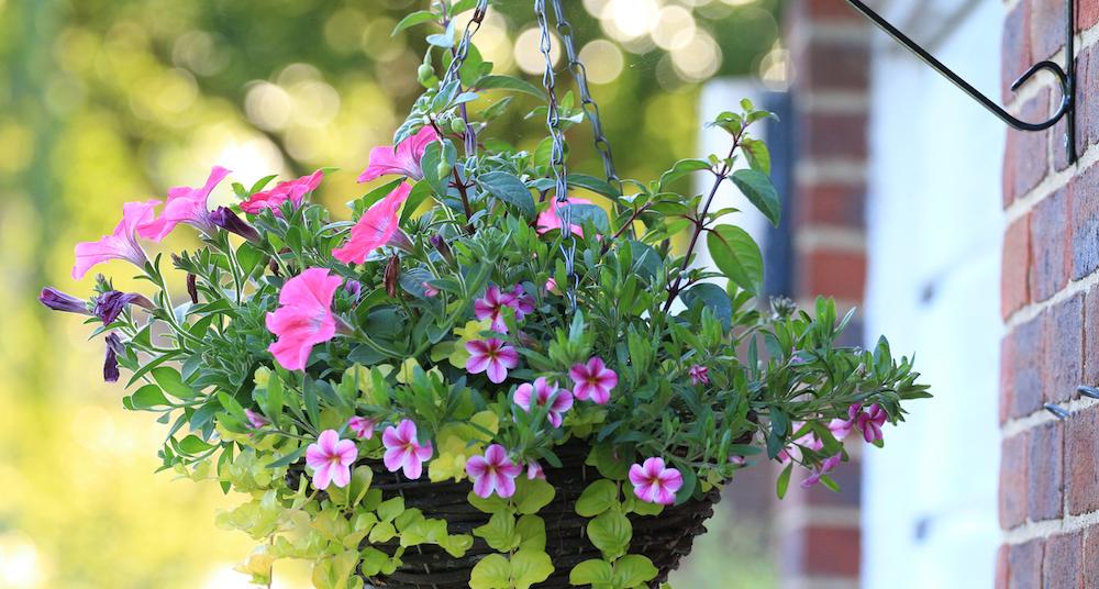 8 Low Maintenance Outdoor Potted Plants For You