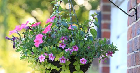 A hanging floral plant.
