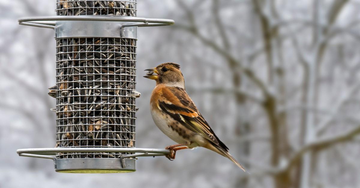 Closeup of a Brambling eating sunflower seeds from a bird feeder