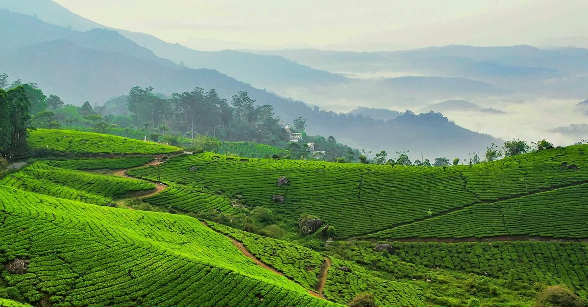 tea farm