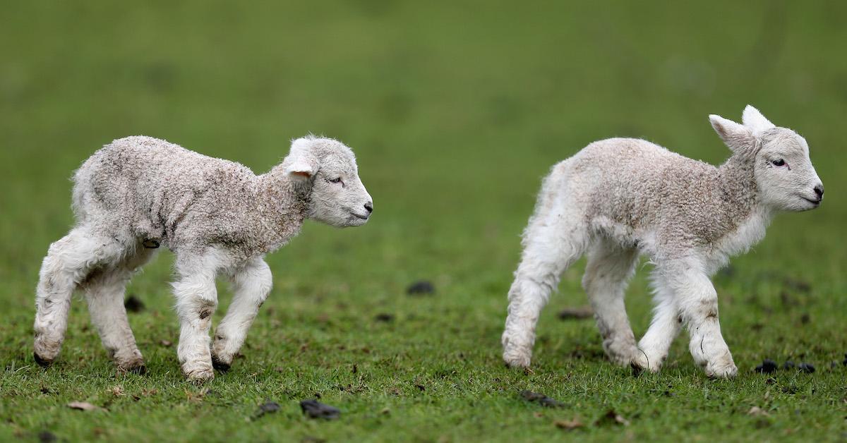 Animal Gifting Lambs