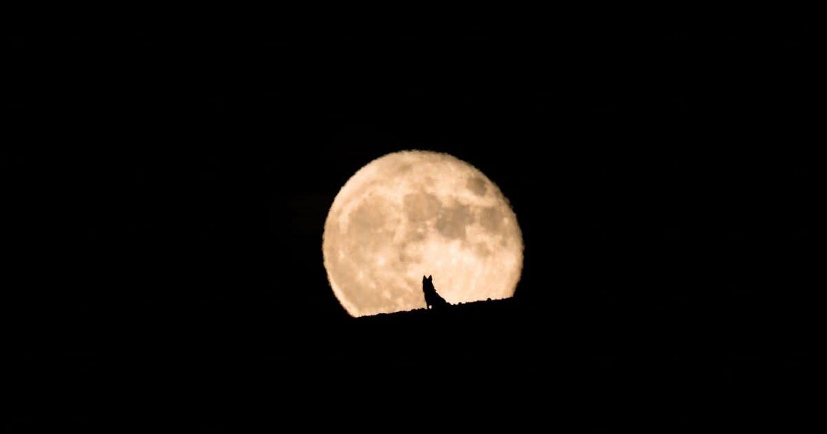 Silhouette of a wolf watching the full moon rise (Representative Cover Image Source: Getty Images | Daniel Garrido)