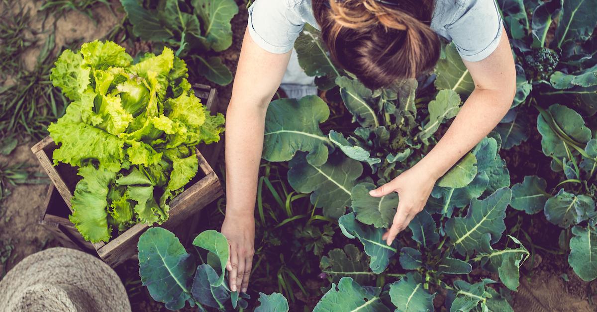 adding coffee grounds to vegetable garden