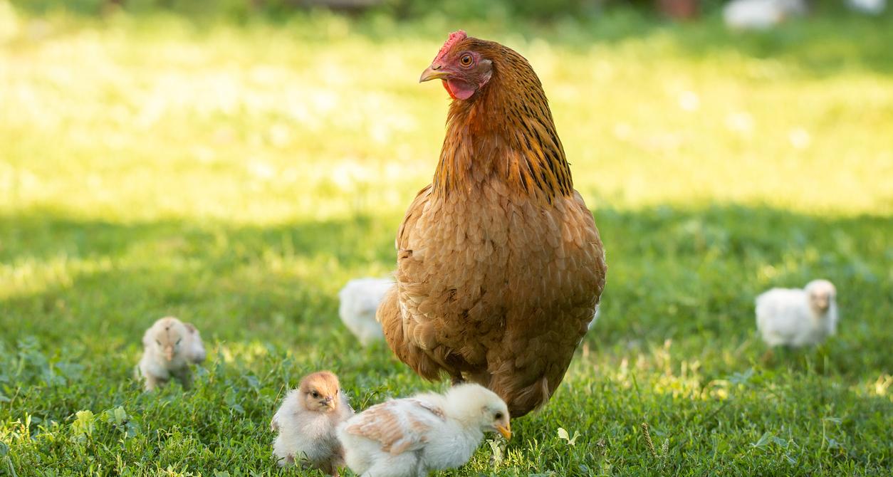 Why Do Roosters Crow? Here Are a Few Explanations