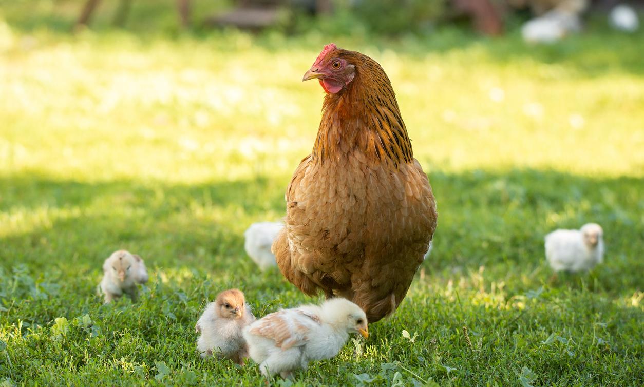 Why Do Roosters Crow? Here Are a Few Explanations