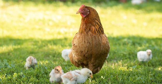 Why Do Roosters Crow? Here Are a Few Explanations