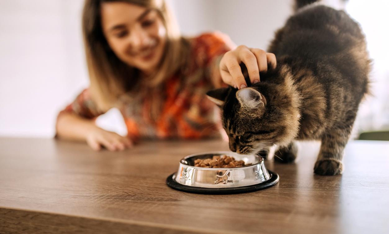 Image showcasing Can Cats Eat Beans? The Answer, According to Vets