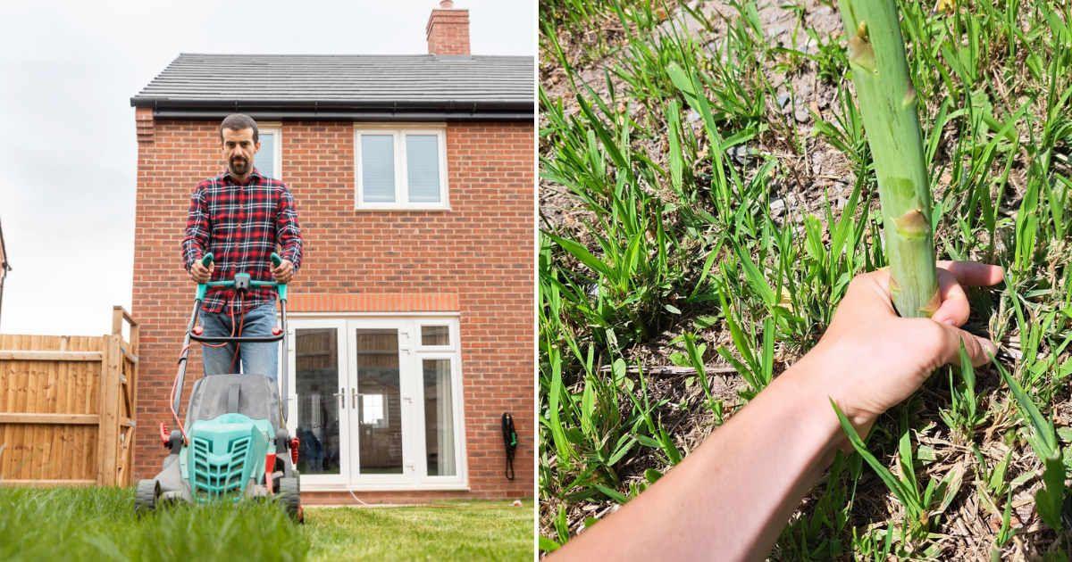 (L) Man mowing a grass lawn. (Representative Cover Image Source: Getty Images | Westend61) | (R) A person discovers an unusual plant growing in her garden (Cover Image Source: Reddit | u/Lana-Next-Door)