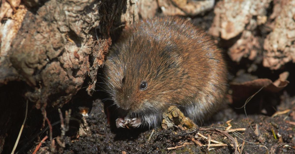 Small red-backed vole in the dirt. 