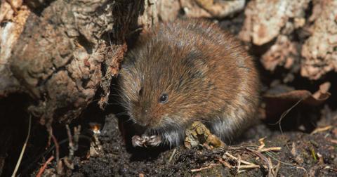 Small red-backed vole in the dirt.
