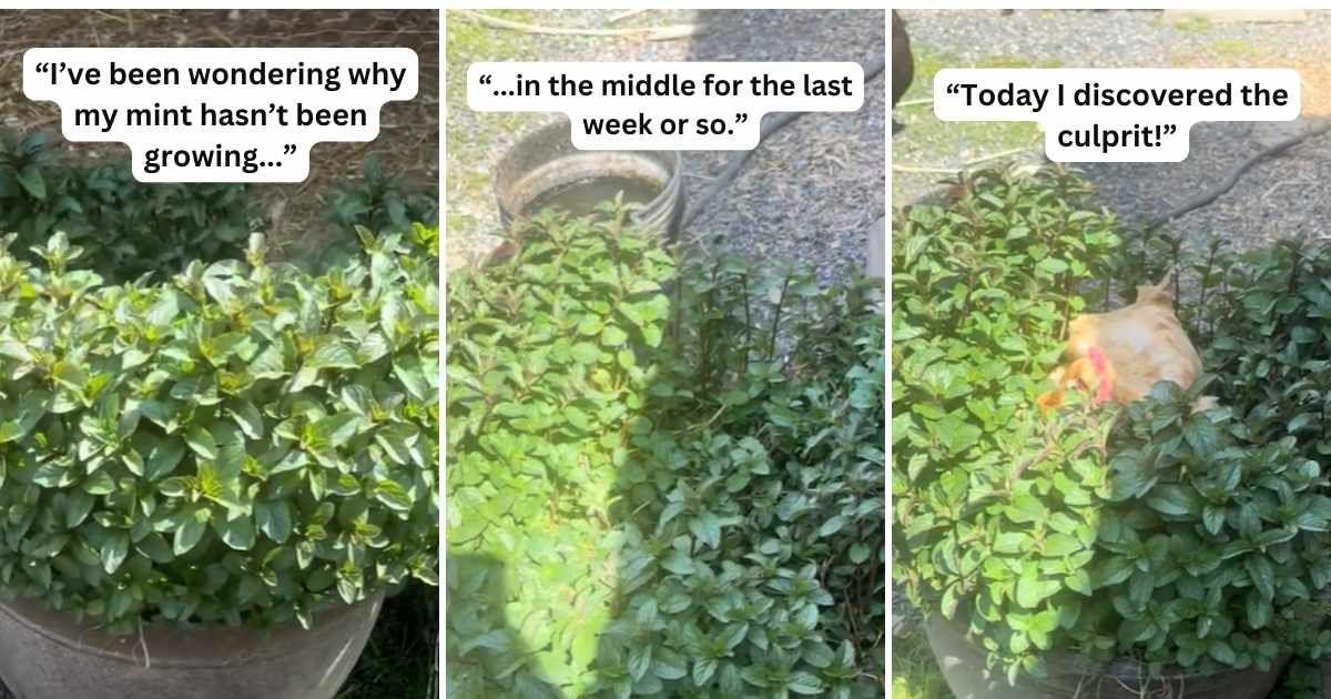 Woman stunned after finding the culprit who was hampering the growth of her mint plant (Cover Image Source: TikTok | @merissammartin)