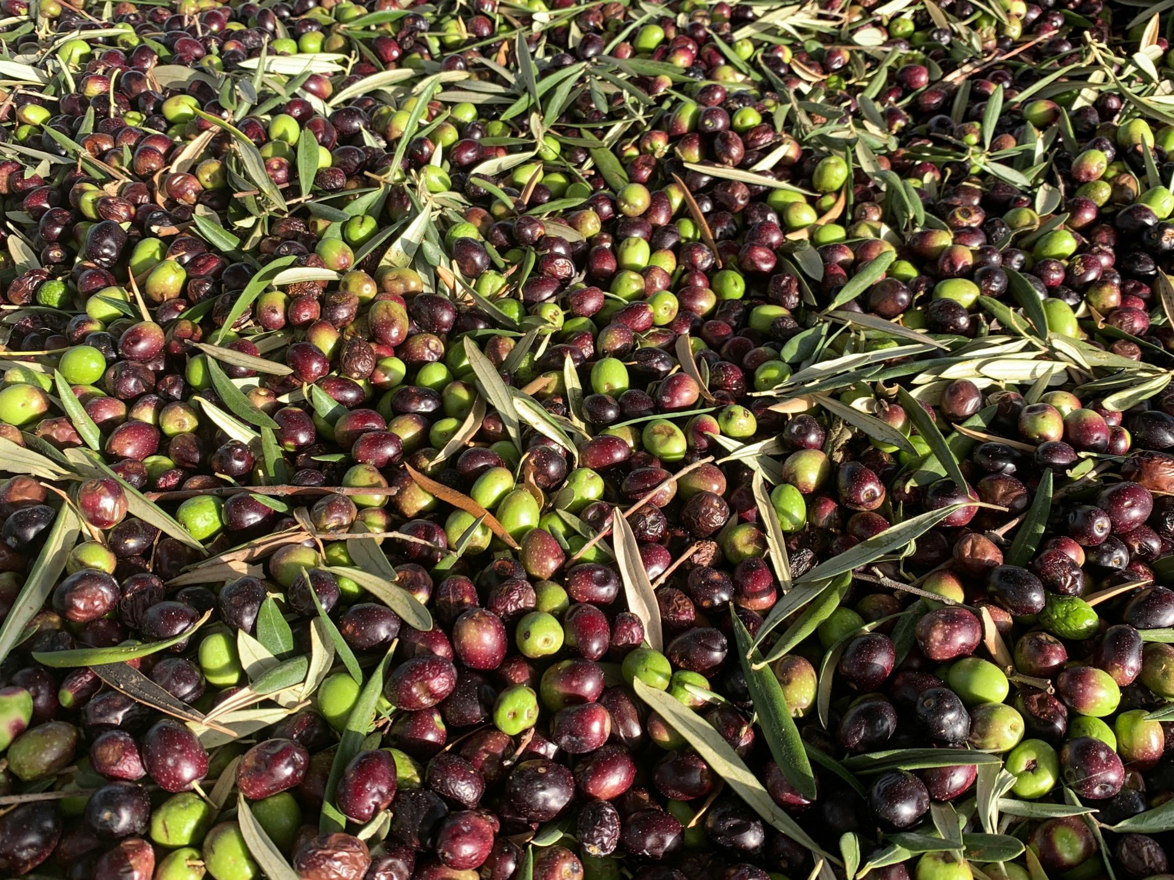 A collection of black and green olives with vine leaves appear in a factory before being processed into olive oil.