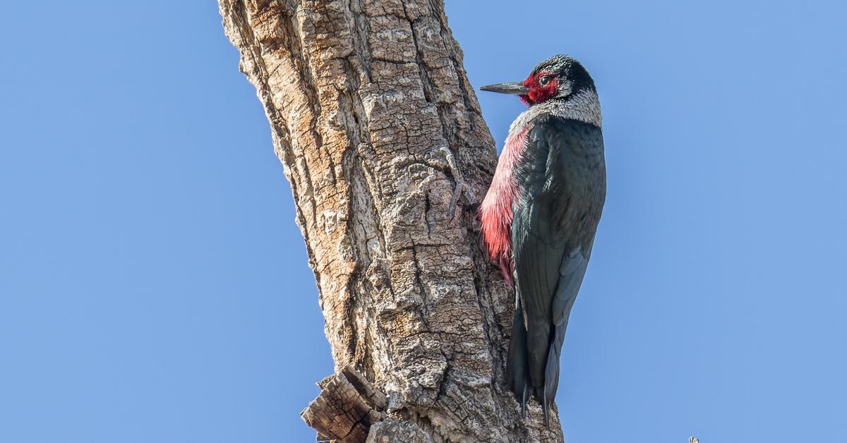 Lewis's Woodpecker at a tree.